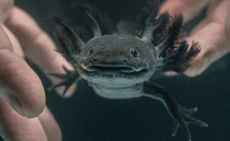 ¡Adopta un ajolote! Así es la campaña AdoptAxolotl 2025-2026