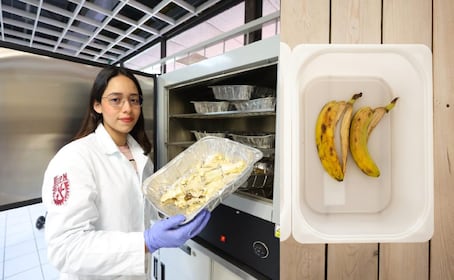 Investigadores del IPN convierten desechos agroindustriales en platos degradables
