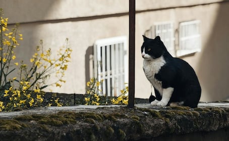 FES Aragón lanza concurso de divulgación sobre flora y fauna urbana