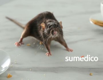 Las señales que indican que hay ratas en tu hogar