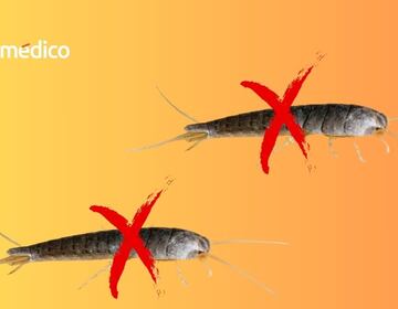 Así debes limpiar tu casa si quieres evitar pececillos de plata