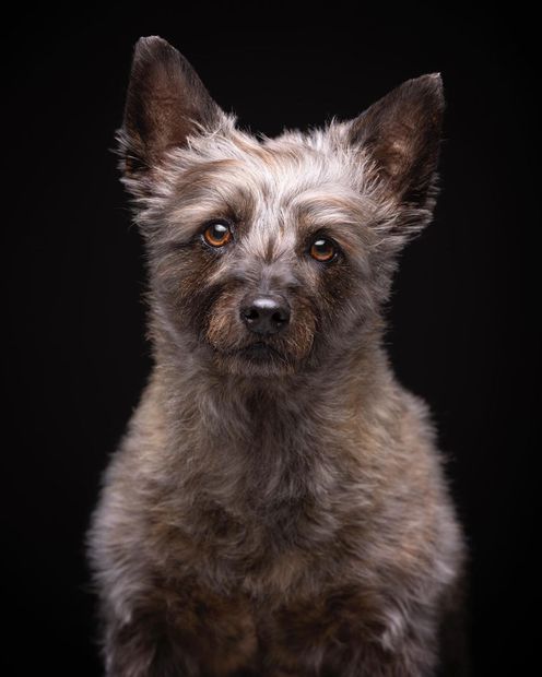 La rotunda transformación de un perro tras visitar la peluquería (Fuente Instagram @elfotografodeperros)