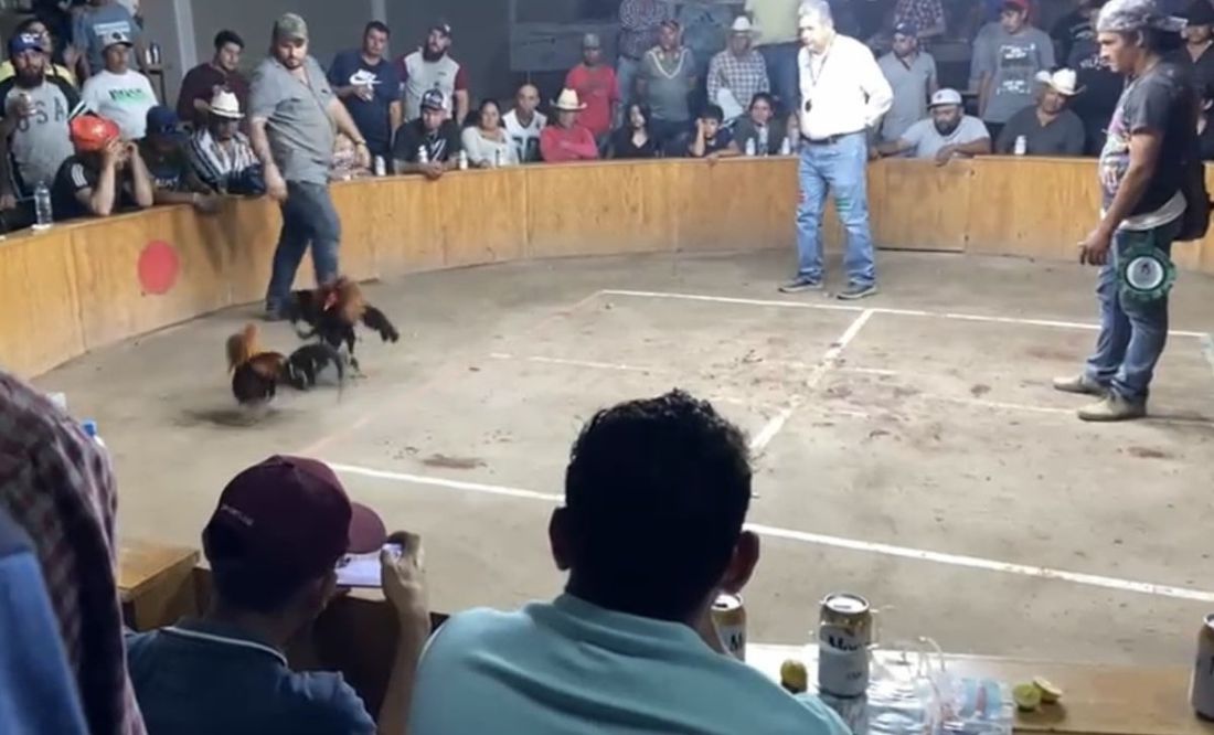VIDEO: Ataque armado en palenque de gallos clandestino deja 3 muertos y 4 lesionados en Guanajuato