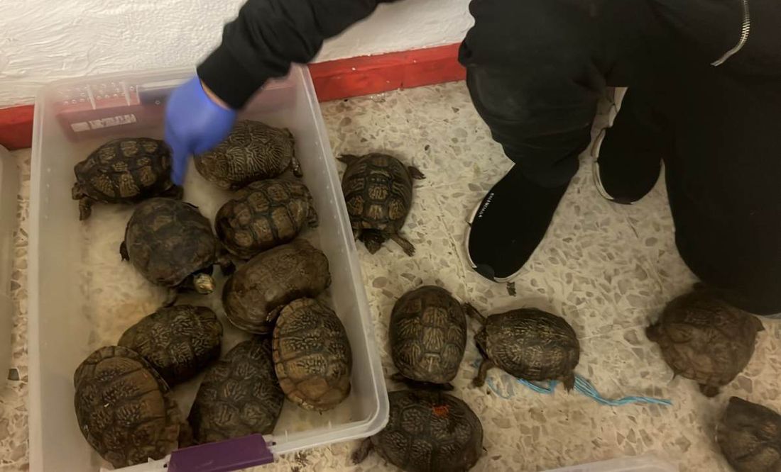 Guardia Nacional rescata a 260 tortugas que estaban en costales en Puebla