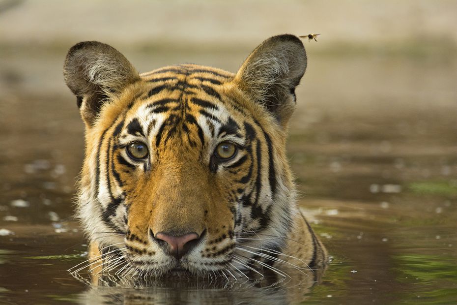 Tigre de Bengala. Foto: Istock