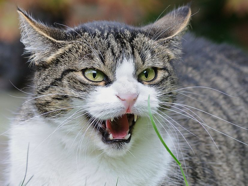 Gato enojado. Fuente: Pixabay