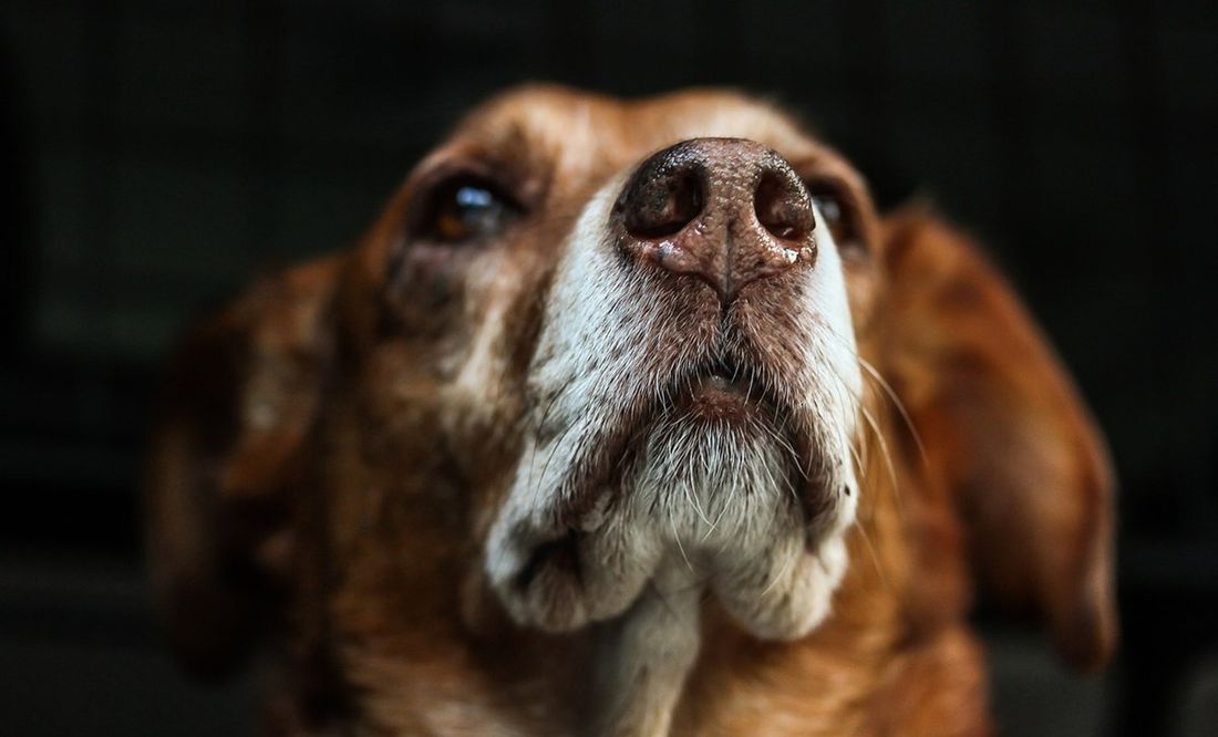 Día del perro sin raza: requisitos para adoptar a un 'lomito' rescatado del Metro CDMX