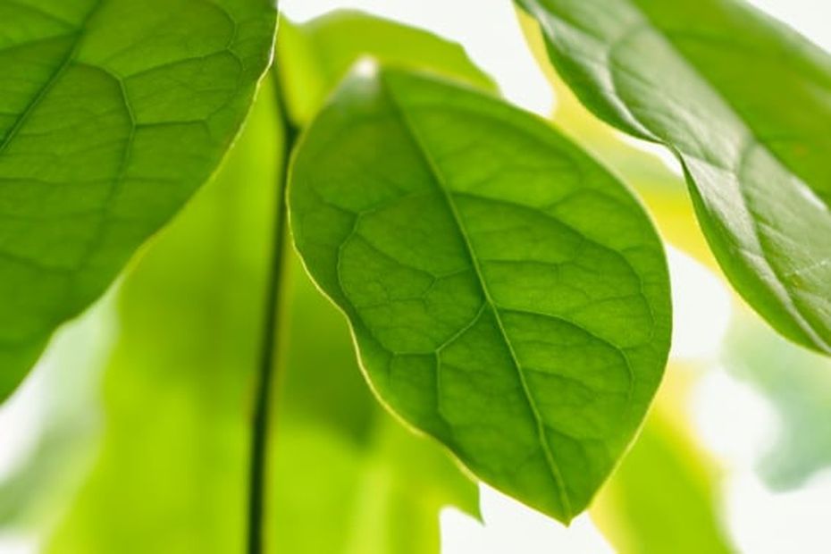 Los beneficios de comer hojas de aguacate