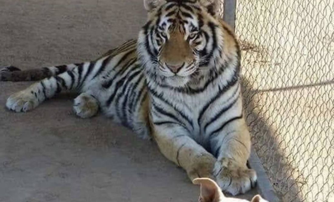 Se roban a Baluma, un tigre de bengala en Hermosillo, Sonora