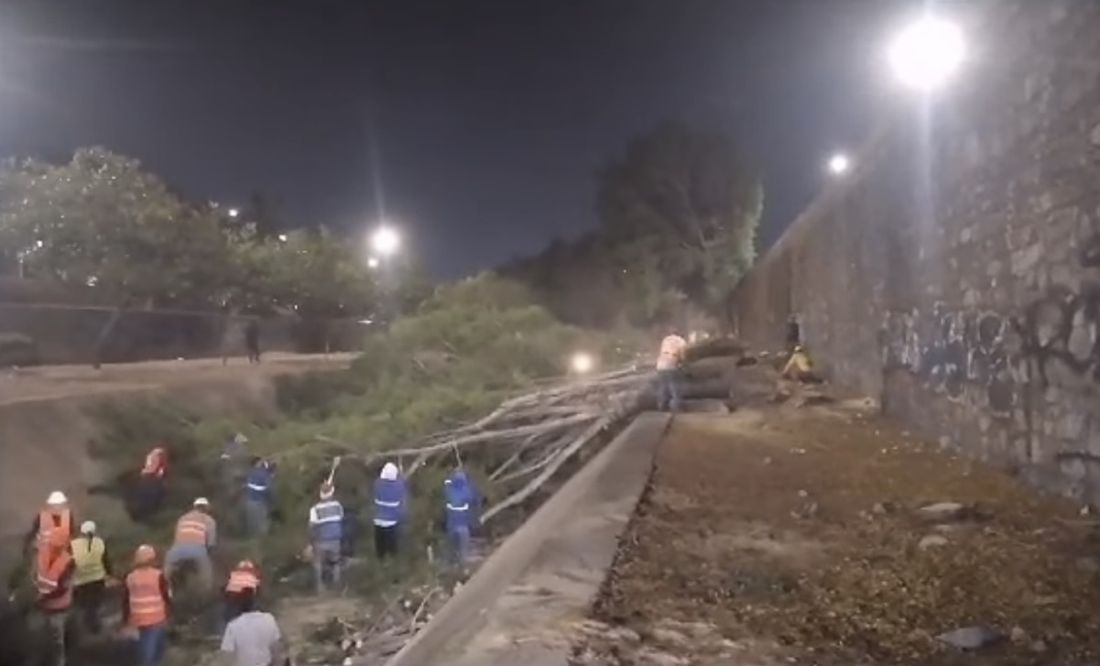 Pese a ola de calor, talan 63 árboles en Malecón del Río de León, Guanajuato