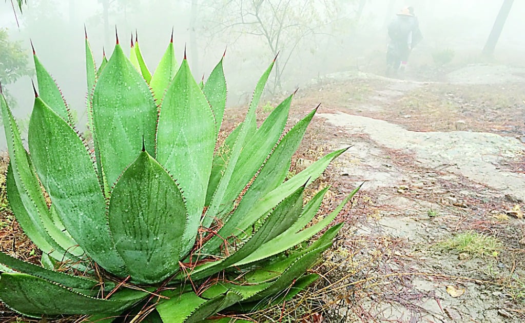El destilado conocido como raicilla se elabora con la variedad de agave Inaequidens. Foto: CORTESÍA