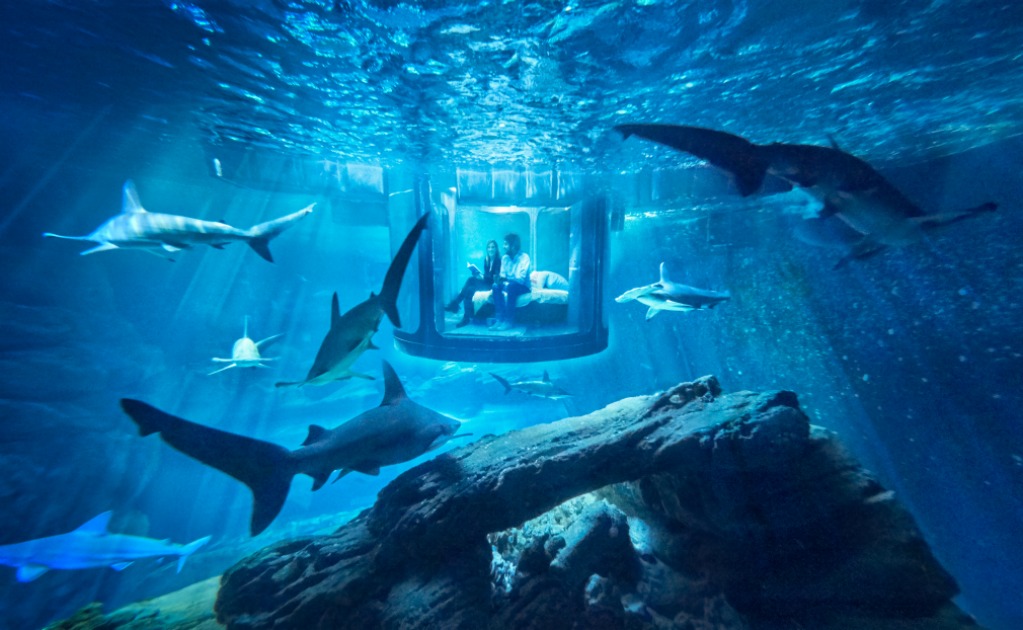 No esta permitido tomarse fotos en la oscuridad, pues los tiburones son sensibles a la luz. (Foto: Cortesía Airbnb)