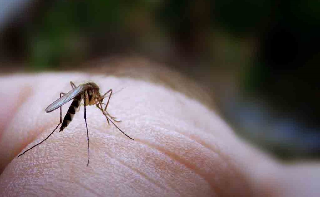 El zika se propaga principalmente a través de la picadura de un mosquito infectado de la especie Aedes, aunque también se han registrado casos de transmisión sexual