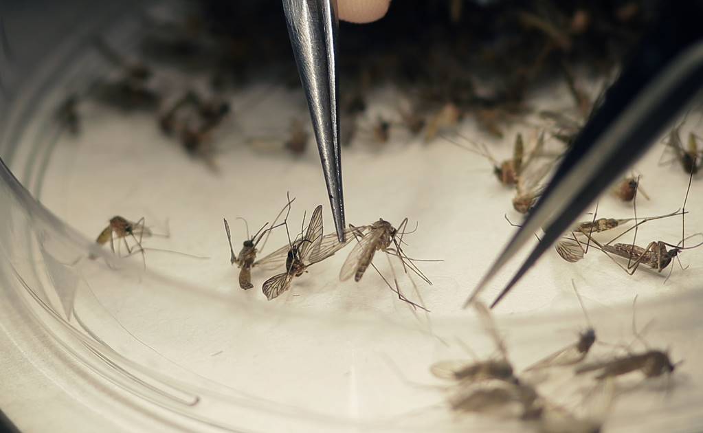 Ssa: suman 265 nuevos casos de zika en una semana