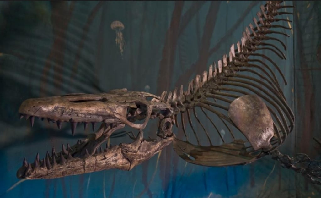 Hallazgo De Fosil Puede Explicar La Extincion De Los Dinosaurios