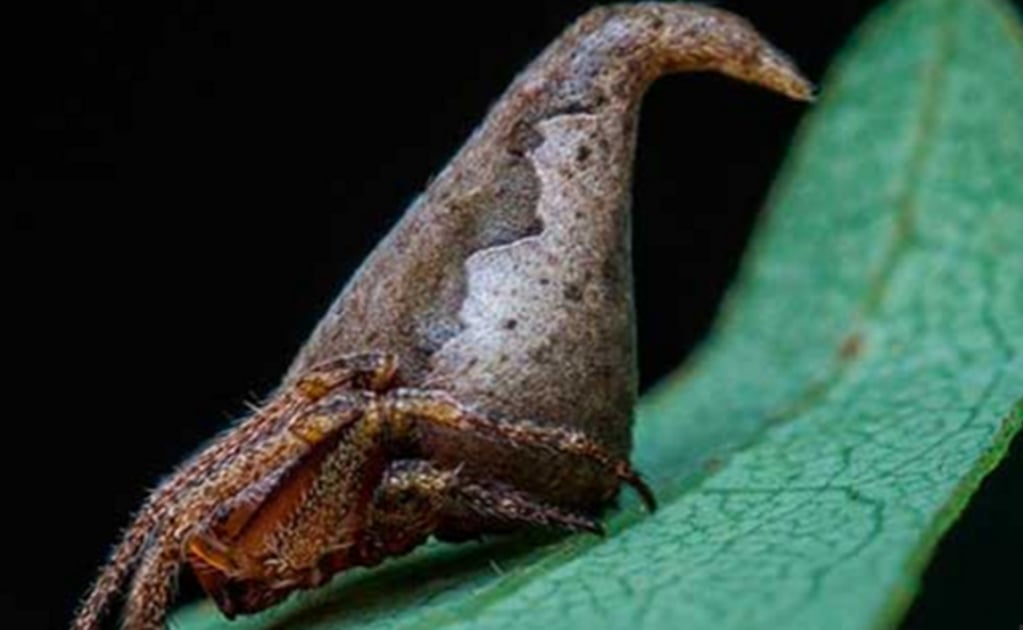 Descubren araña idéntica a sombrero de cinta de Harry Potter en India