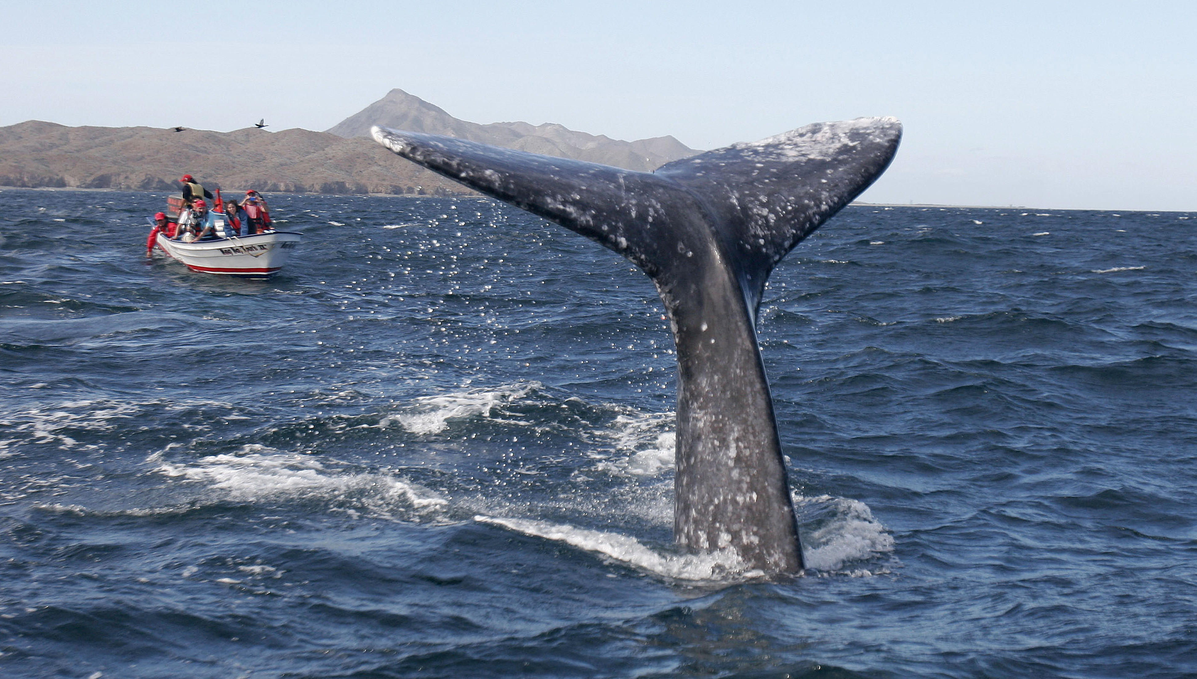 De noviembre a marzo la ballena gris viaja a los mares de Baja California Sur. (Foto: Archivo El Universal)