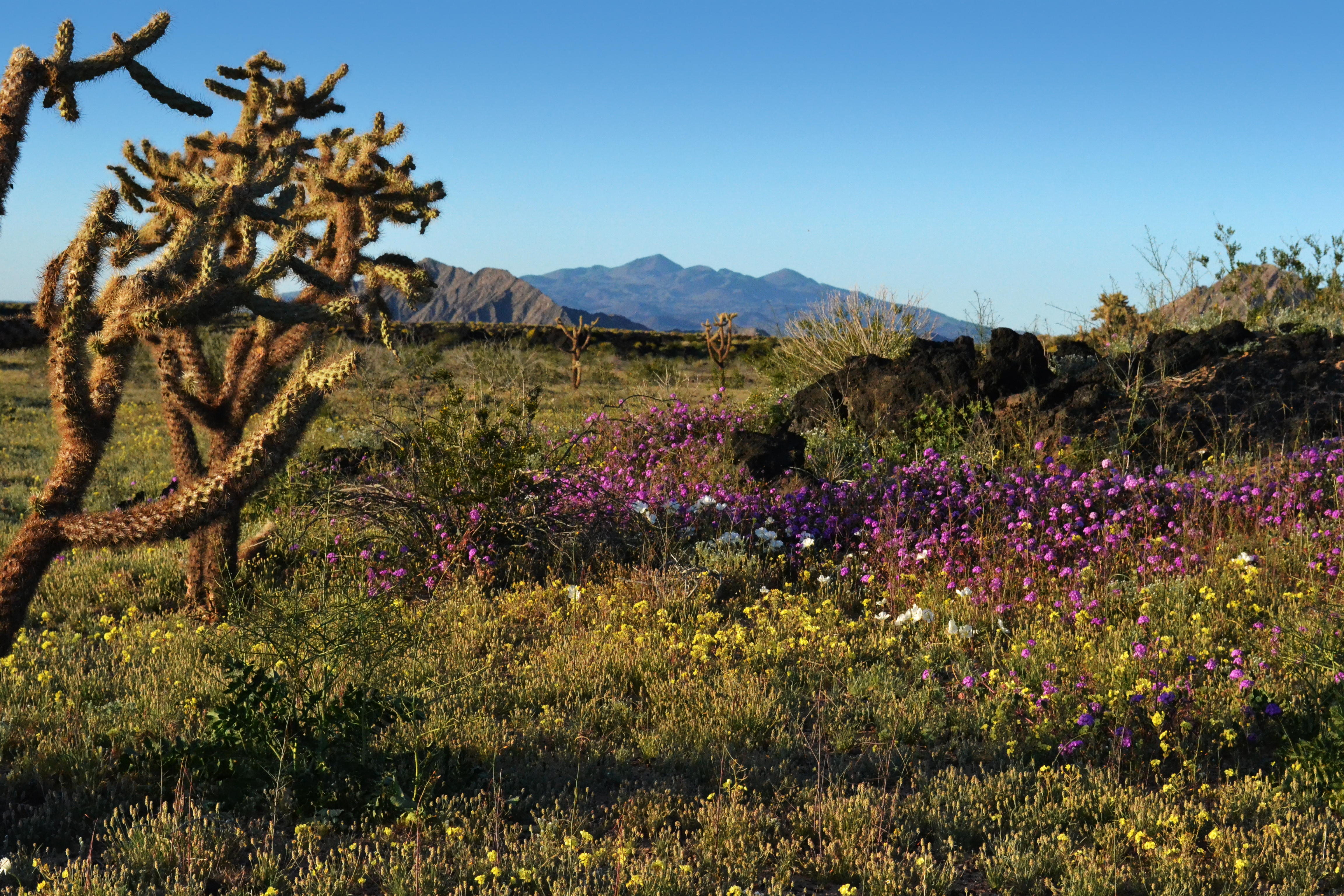 Viaja a la Reserva de la Bi&oacute;sfera El Pinacate y Gran Desierto de Altar en Sonora. (Foto: Turismo Sonora)