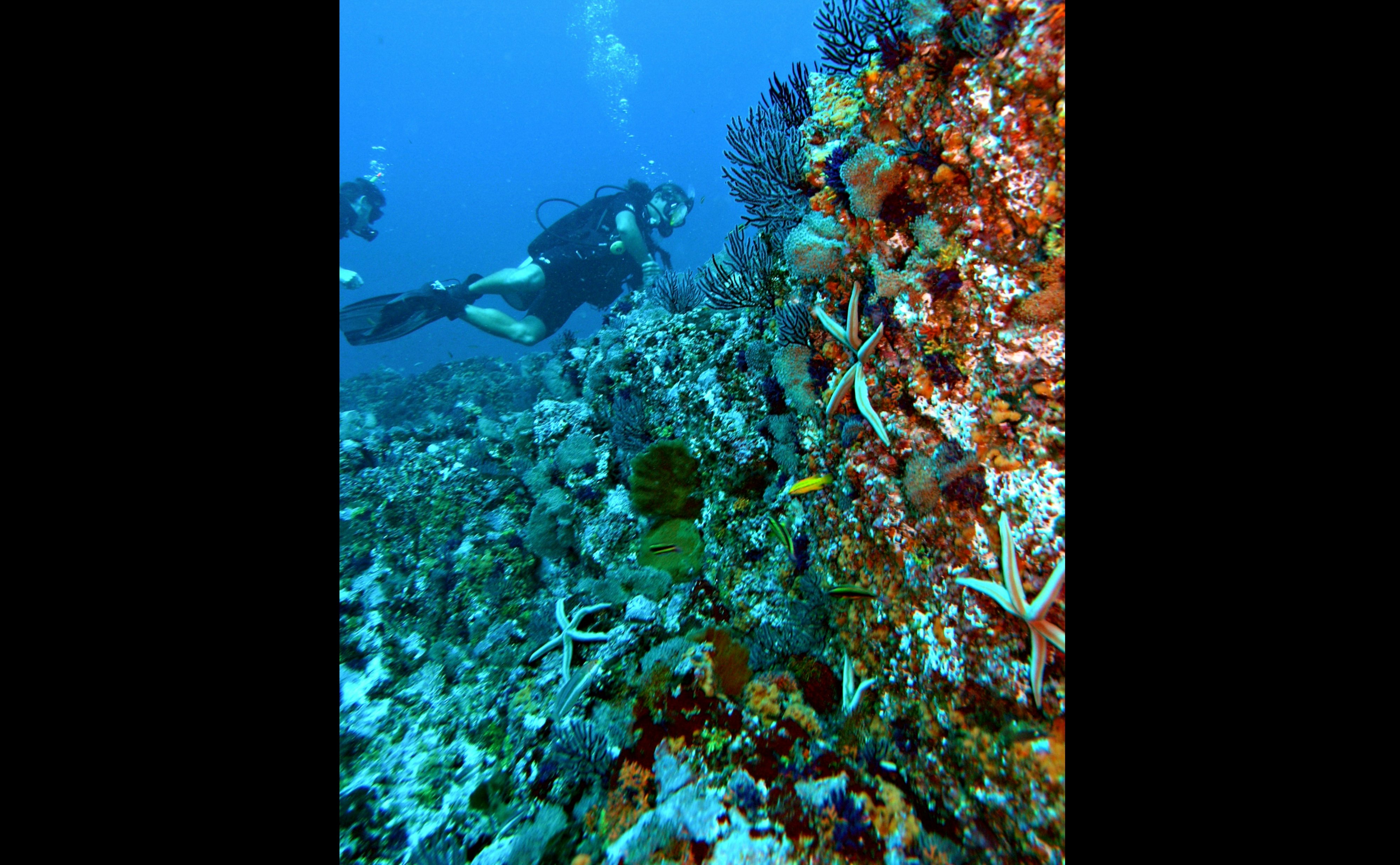 An&eacute;monas rosadas, peque&ntilde;os corales abanico de colores vibrantes, peces loro y mantarrayas es lo que esconden sus profundidades. (Foto: OVC Riviera Nayarit)
