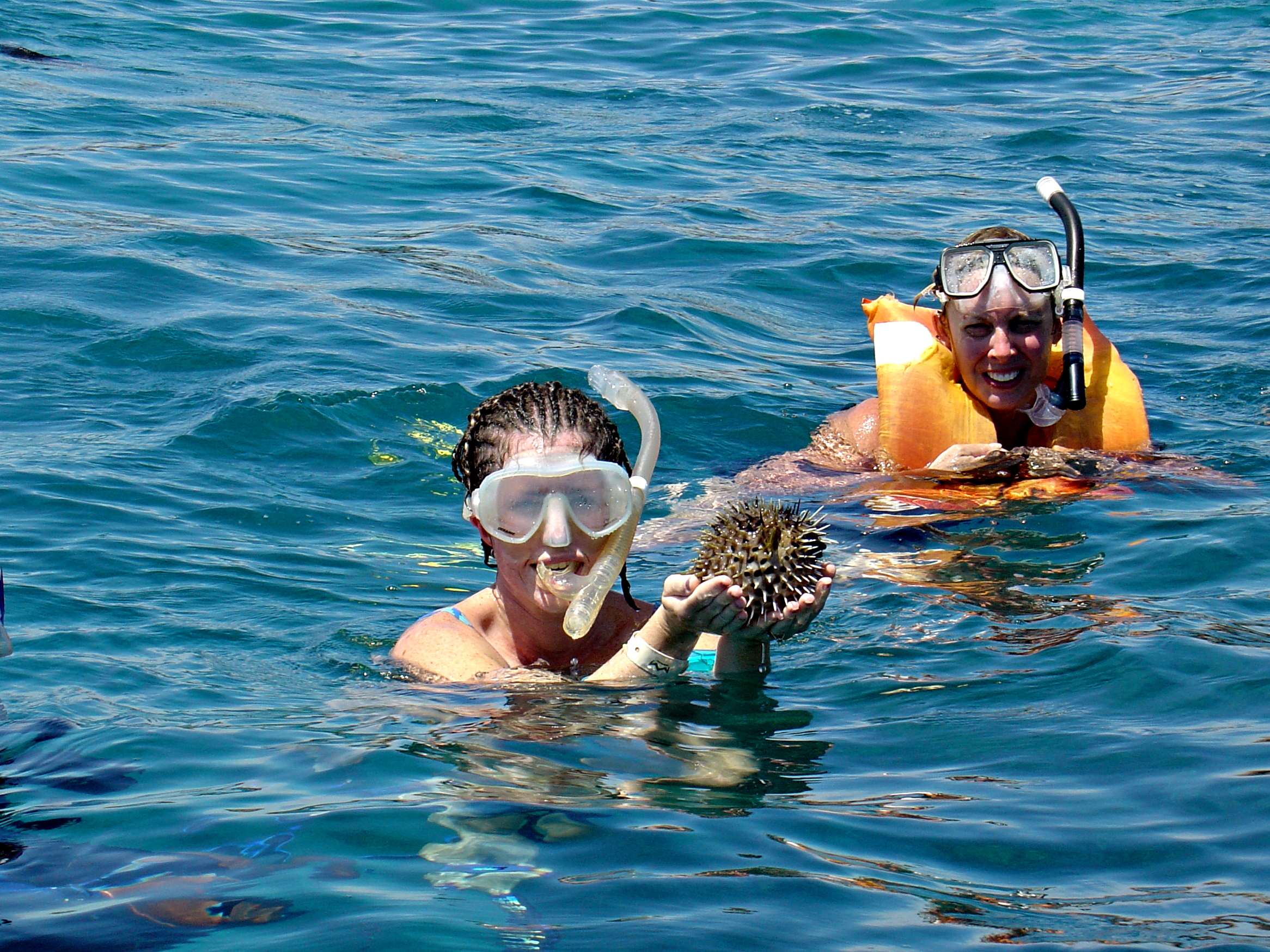 Esnorquelea y encontrar&aacute;s impresionantes especies marinas. (Foto: OVC Riviera Nayarit)