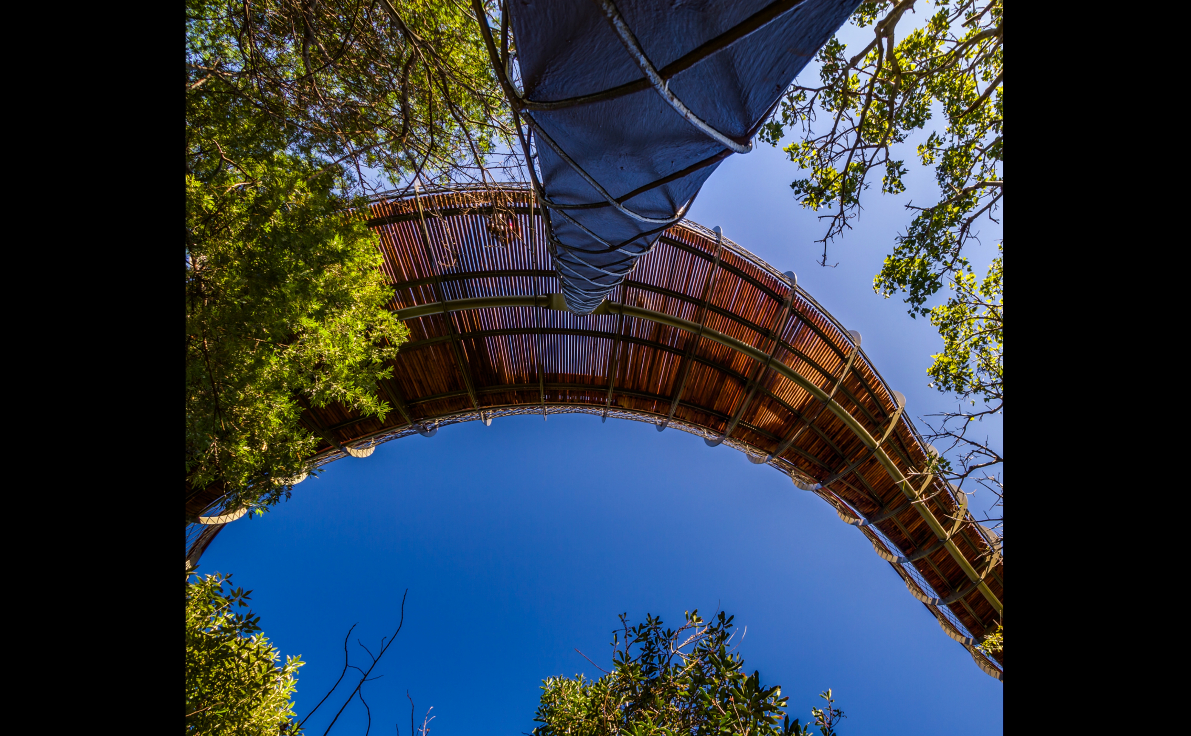 El &ldquo;Centenary Tree Canopy Walkway&rdquo; es el nuevo puente curvo de acero y madera. (Foto: Adam Harrower/SANBI)