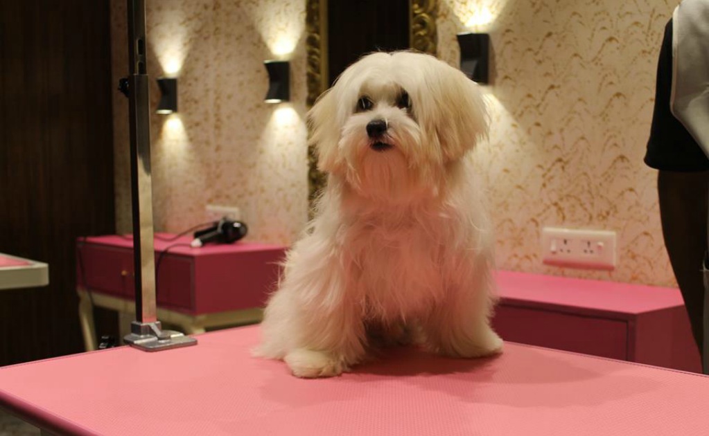 Los perritos puedes gozar de un servicio de spa lleno de lujos y comodidades. (Foto: Facebook/Critterati)