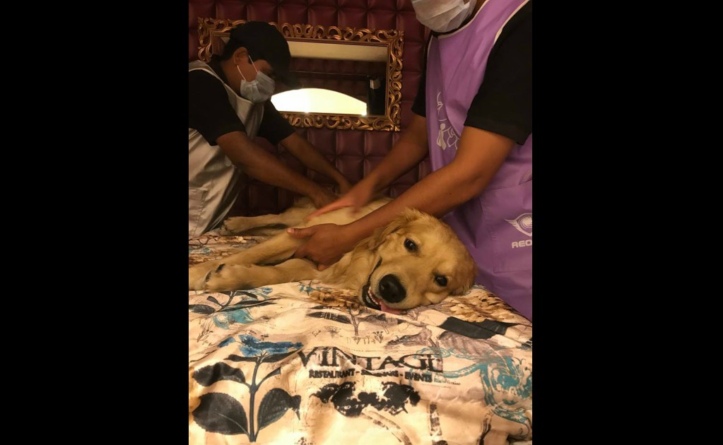 En el Critterati le dan masajes ayurvédicos a los caninos. (Foto: Facebook/Critterati)