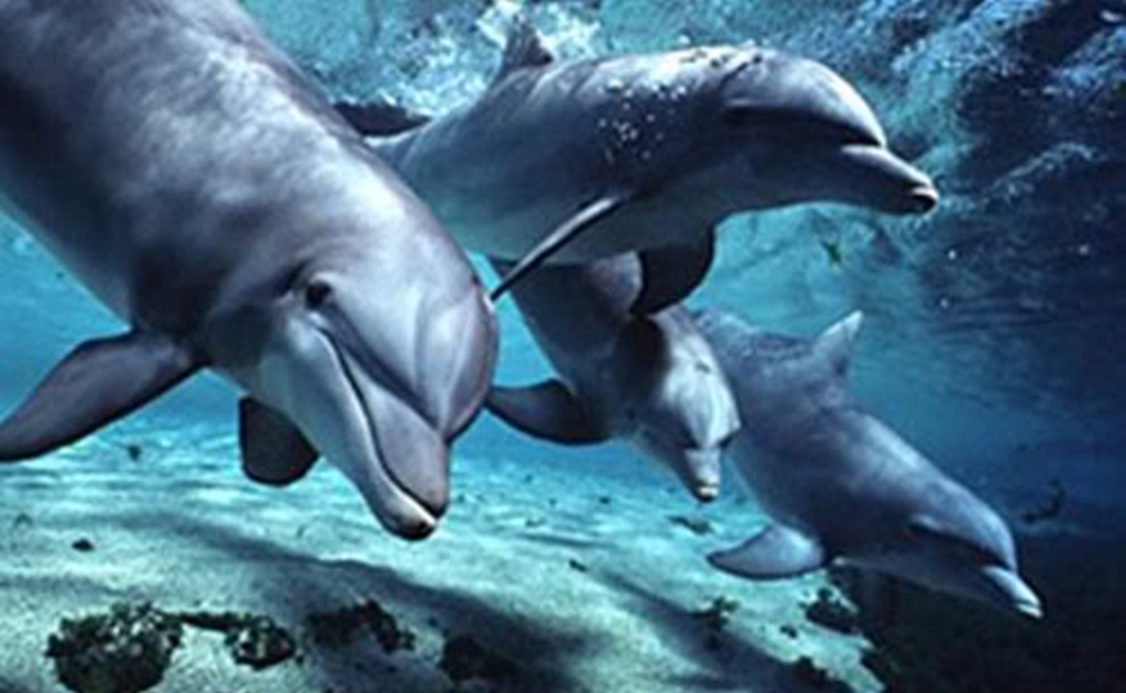 Interacción humana, primera causa de muerte de mamíferos marinos en Yucatán