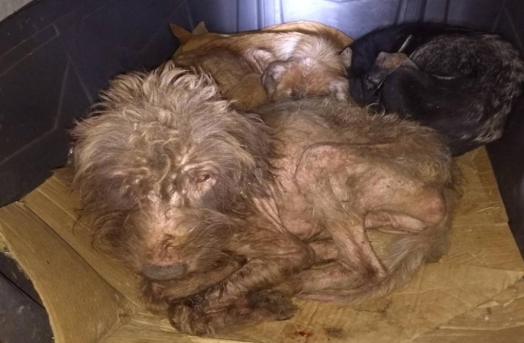 Perros buscaban refugio en “Hábitat”, pero encontraron un infierno