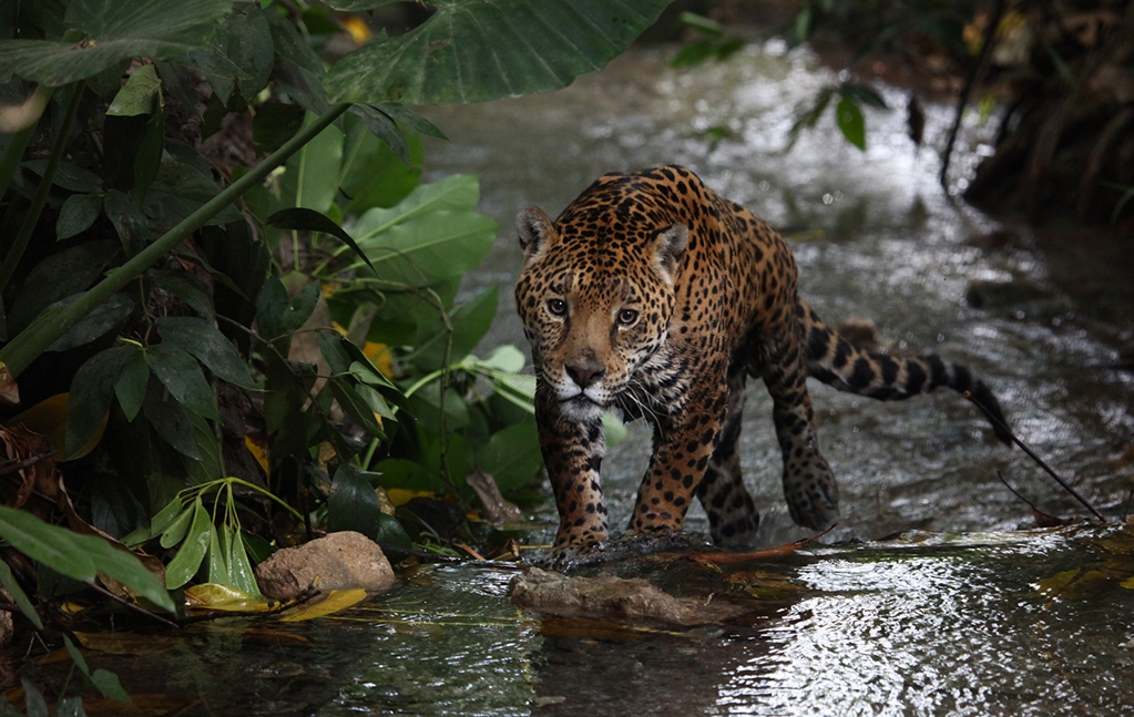 conservación_jaguar_méxico
