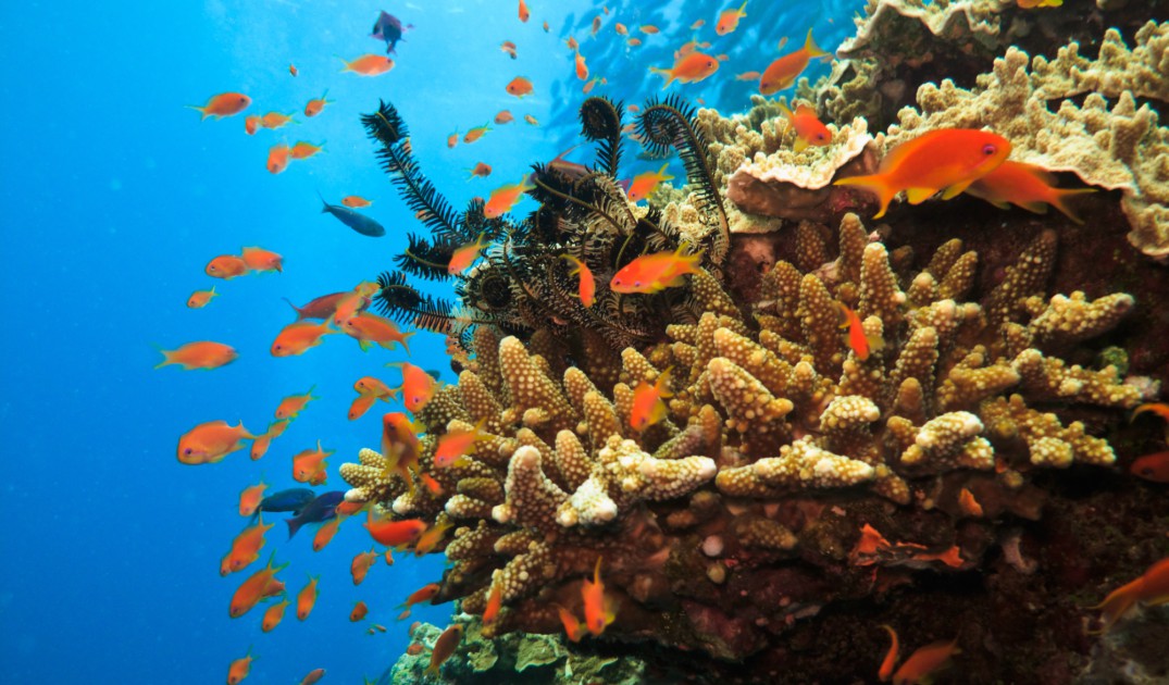 La Gran Barrera de Coral tiene dos mil 300 kil&oacute;metros de longitud. (Foto: Istock)