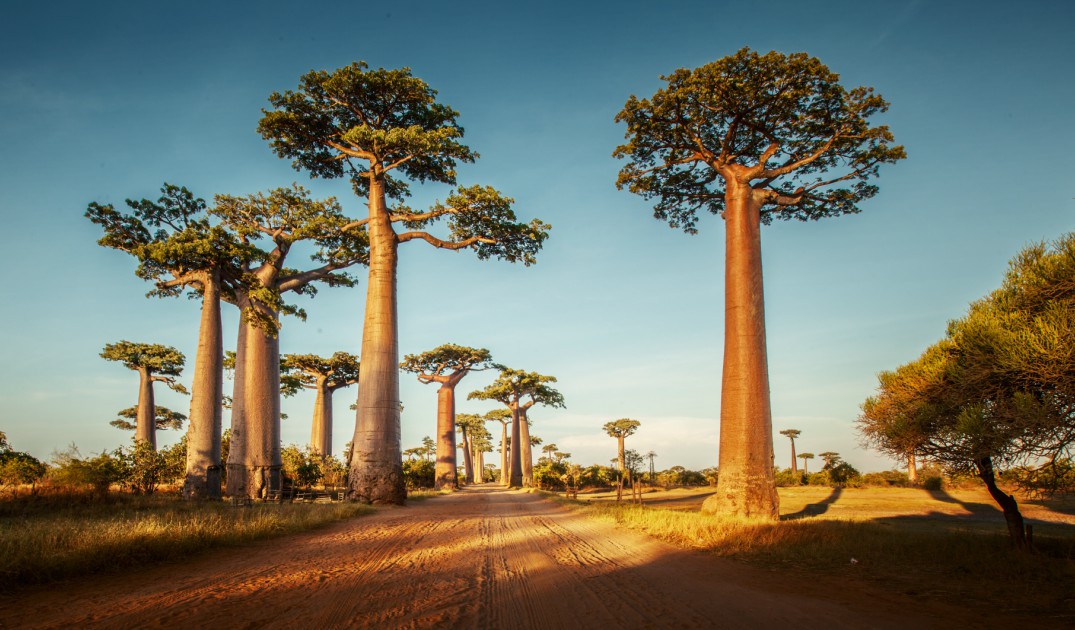 En Madagascar crece el baobab, conocido como &quot;el &aacute;rbol que crece al rev&eacute;s&quot;. (Foto: Istock)