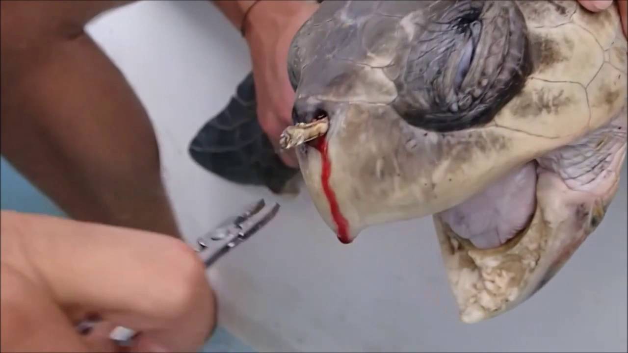 video de tortuga que sangraba mientras le retiraban el popote de la nariz