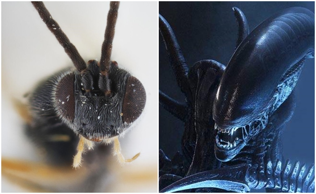 La avispa encontrada en Australia recuerda al comportamiento predatorio del monstruo de la saga cinematográfica Alien