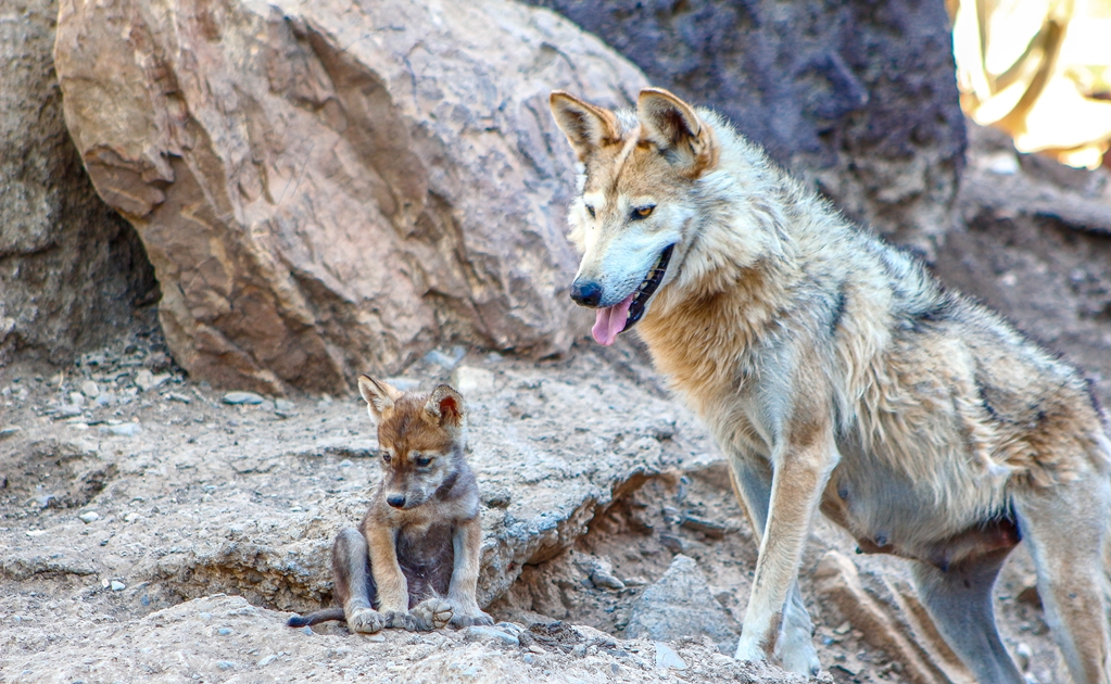 Nacen crías de lobo mexicano