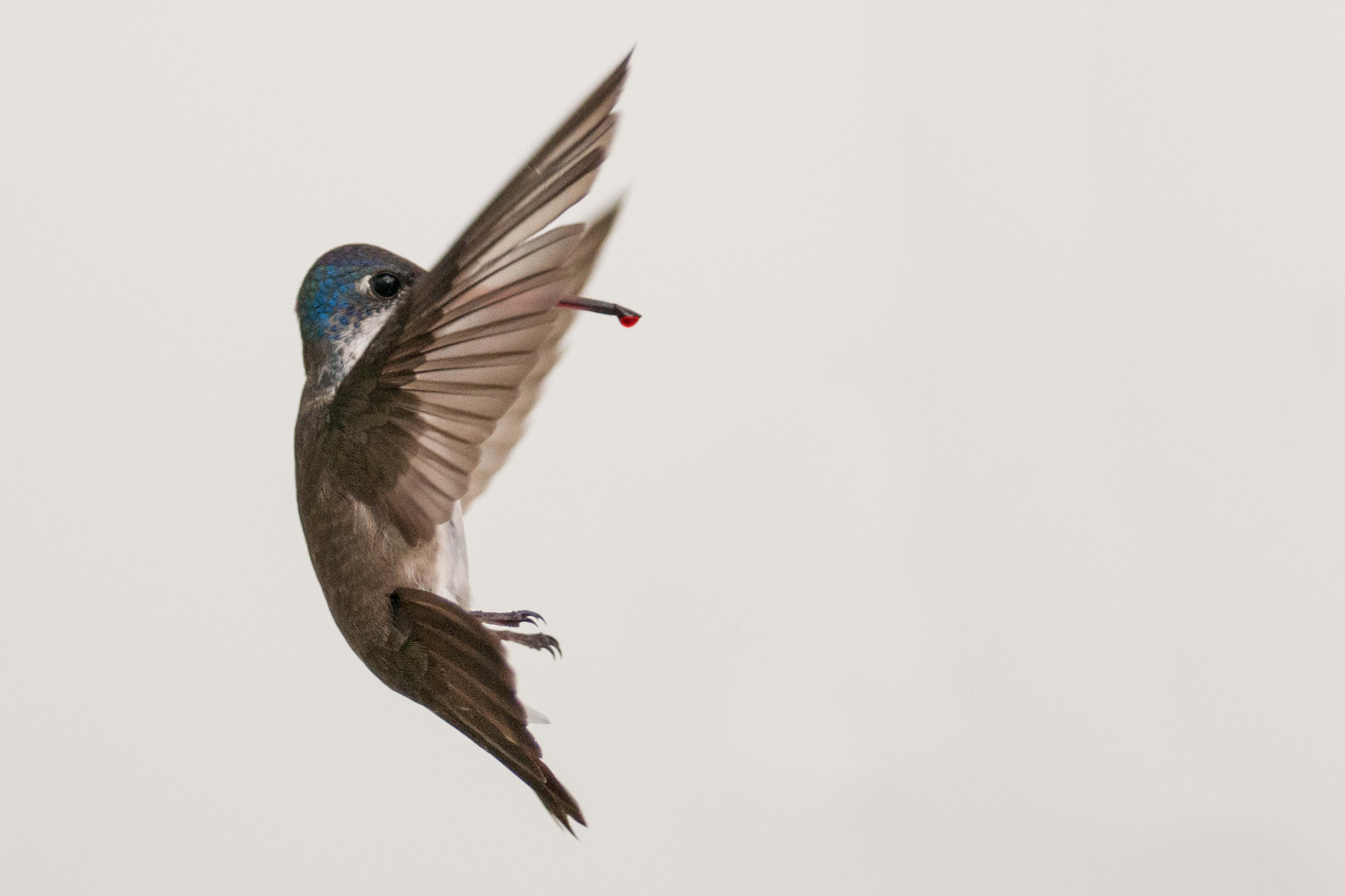 Jardines para colibríes pretenden polinizar a Ciudad de México
