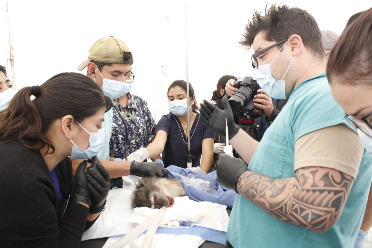 Imparten curso de odontología animal en Zoológico de Morelia