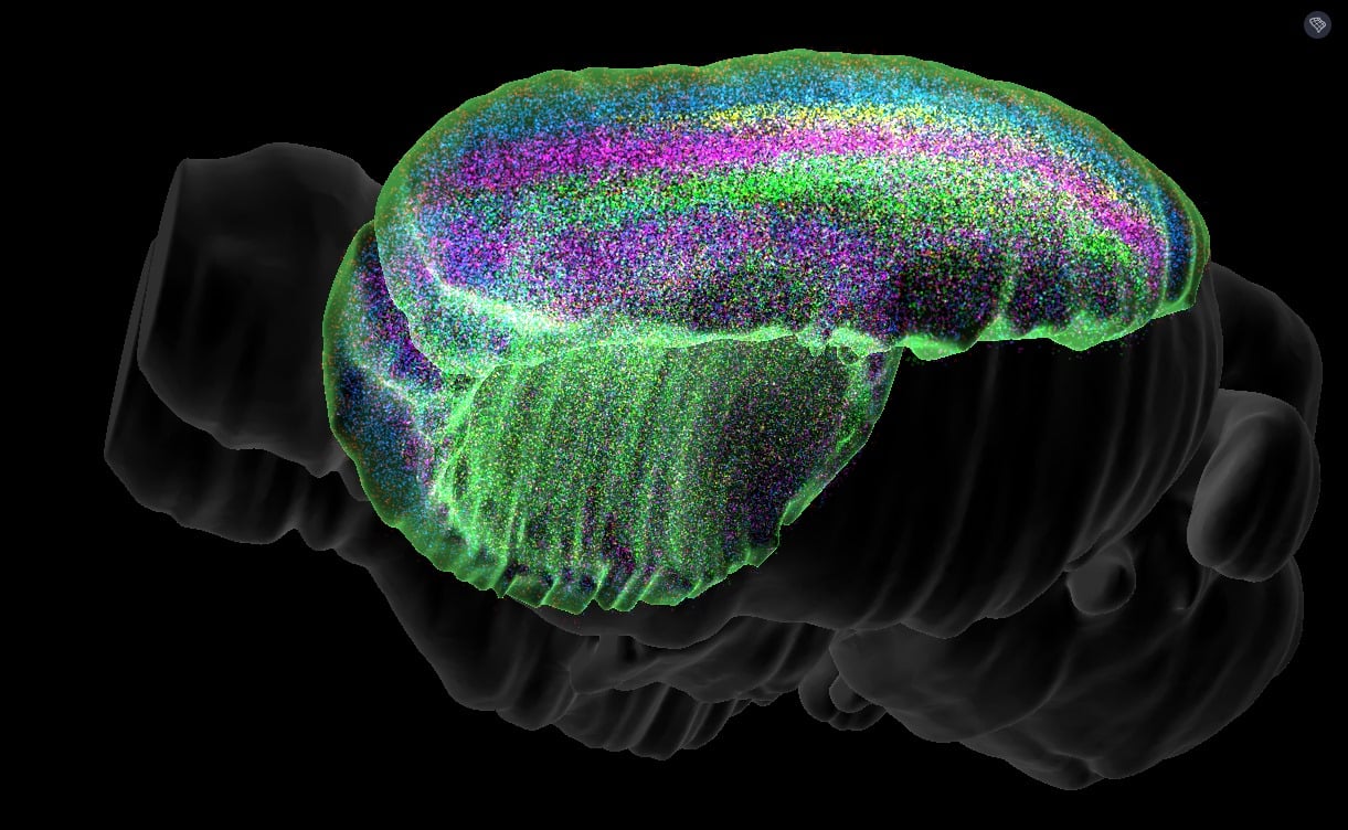 El primer atlas 3D del cerebro