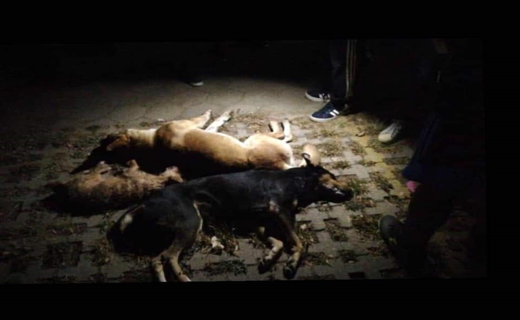 Varios perros fueron envenenados en las calles del lugar