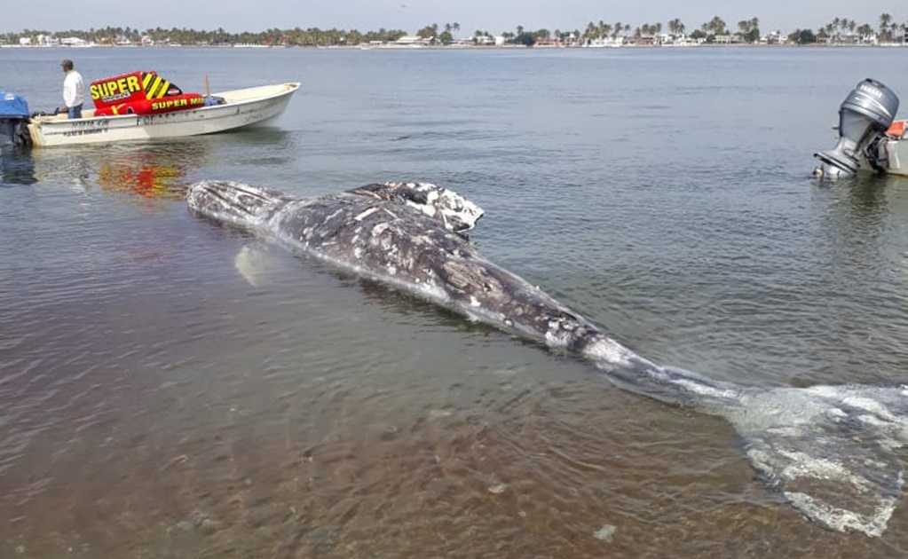 Pescadores remolcaron el cuerpo de la ballena a la playa