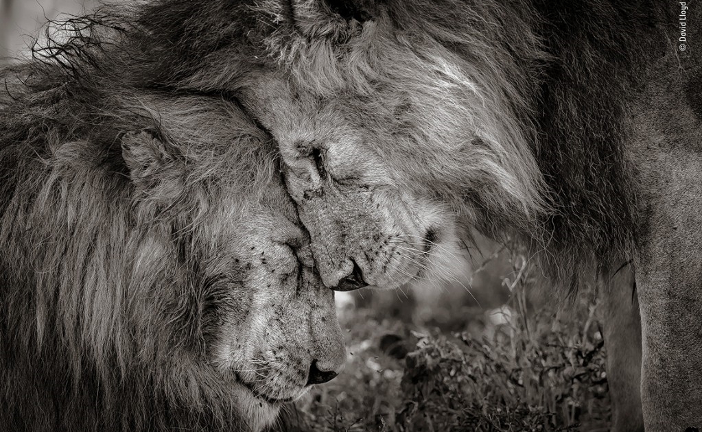 Premian emotiva fotografía de dos leones cariñosos en Tanzania con el Wildlife Photographer of the Year