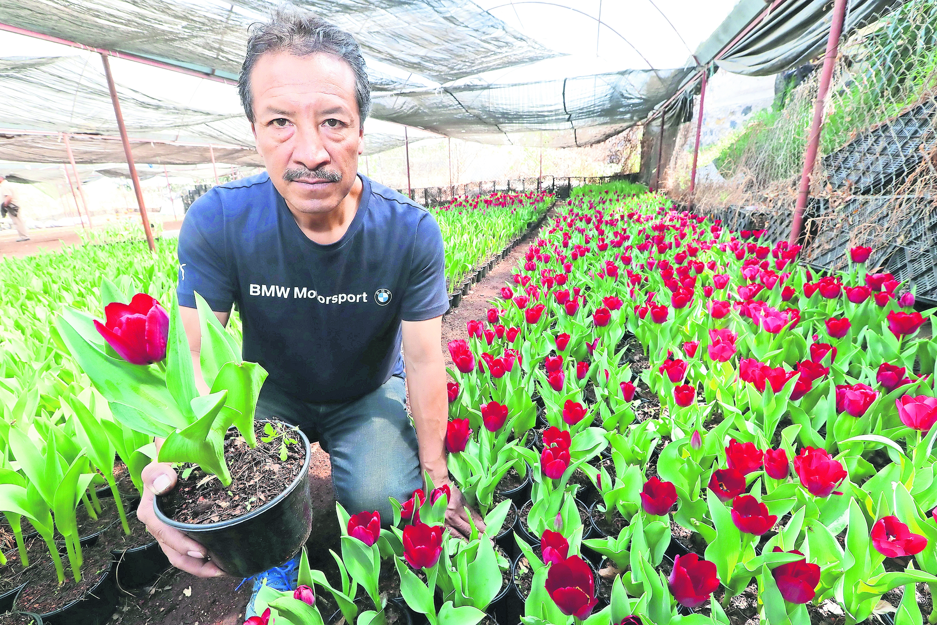 Calentamiento global afecta cultivo de tulipanes: productores