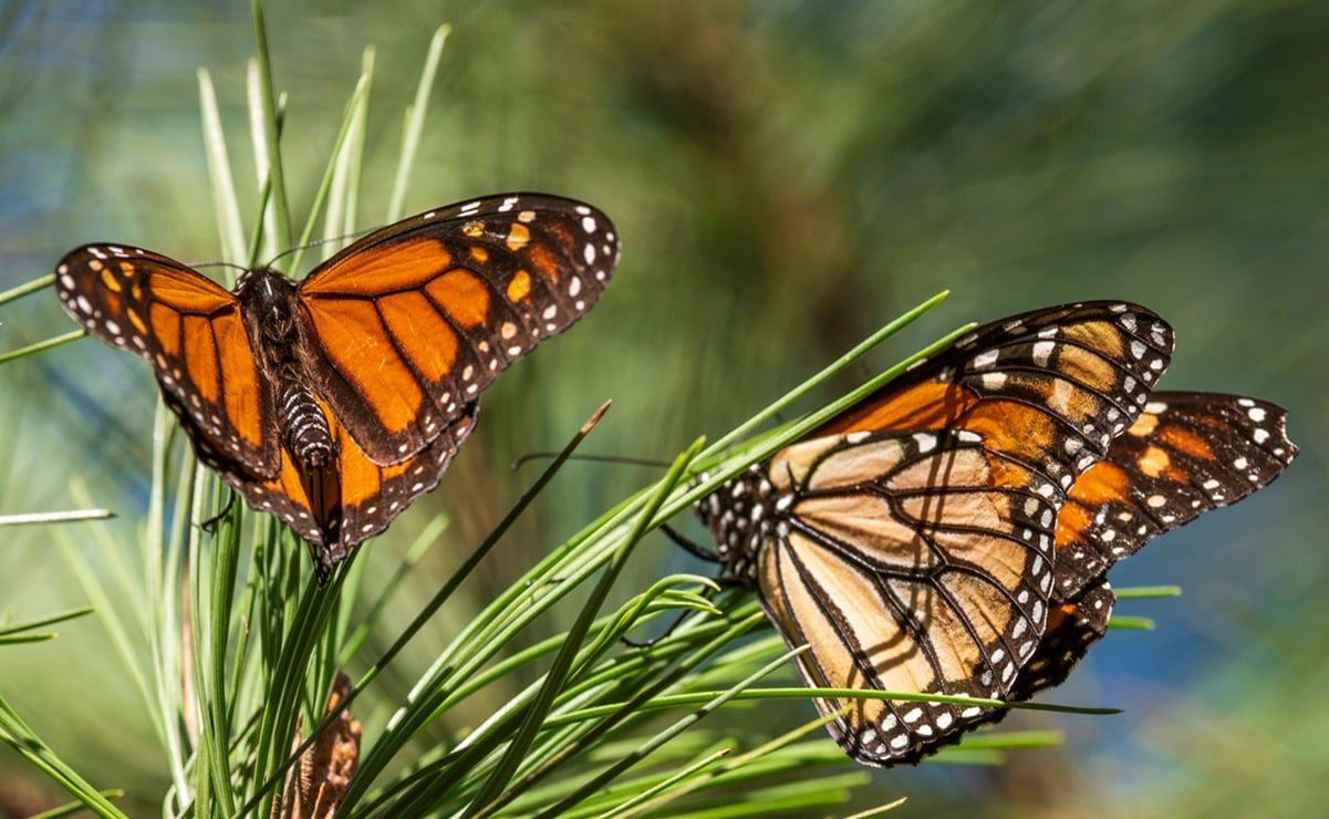“Era como una leyenda urbana”. Encuentran nueva colonia de mariposas Monarca en México