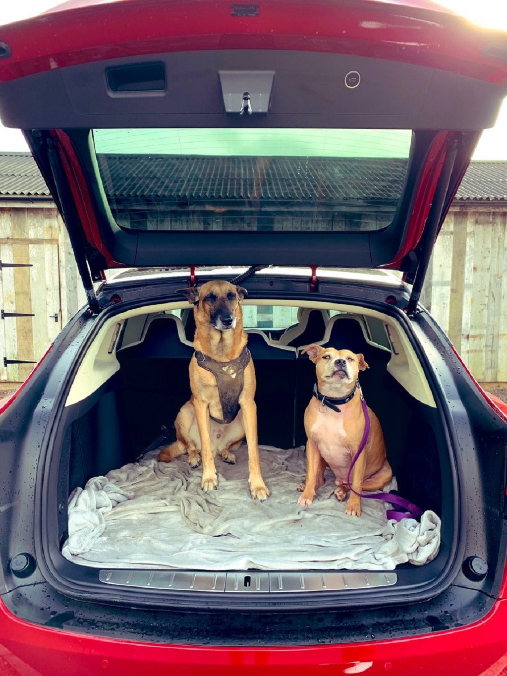 Tesla lanza sistema de protección a perros en sus autos