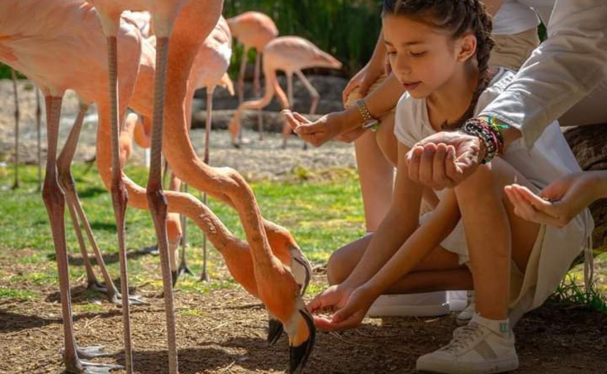 Mexican scientist uses drones to protect flamingos