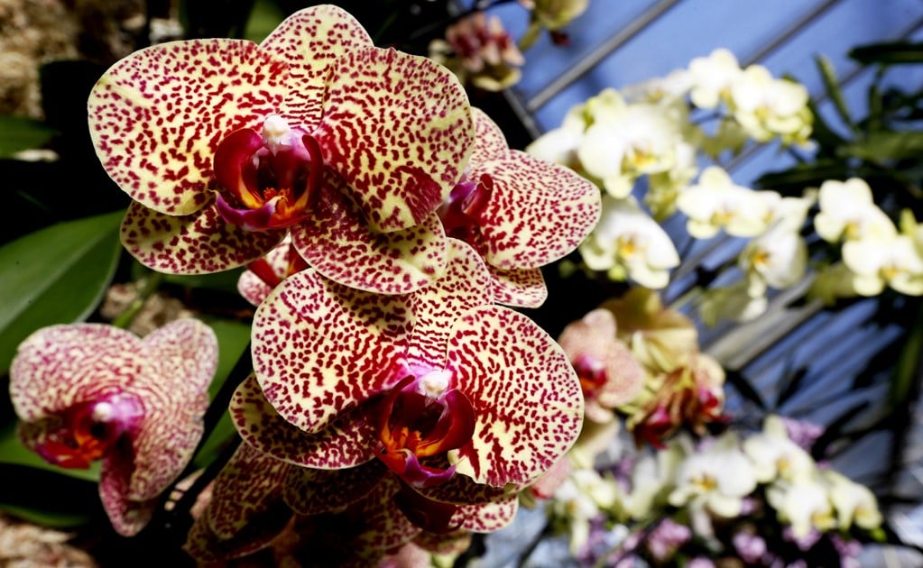 Orchids are in danger of extinction