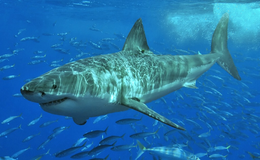Genoma del tiburón blanco puede ayudar a salvar vidas humanas