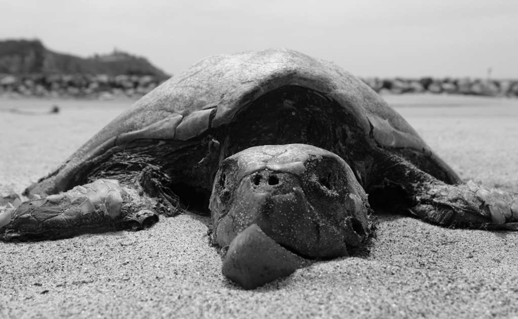 101 endangered sea turtles found dead on Mexican beaches