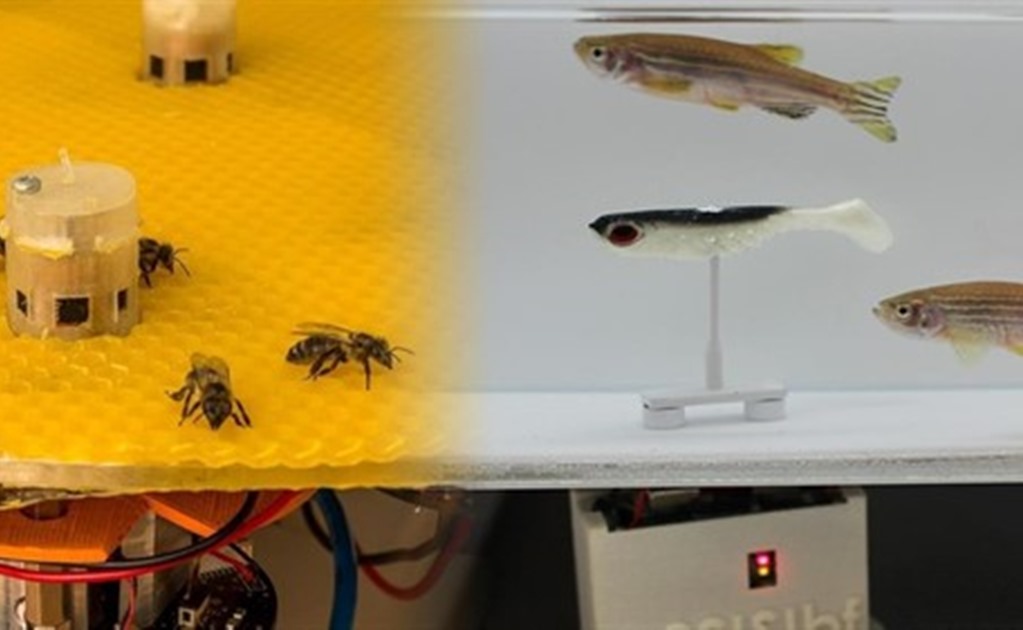 Logran que abejas y peces se comuniquen entre sí mediante robots