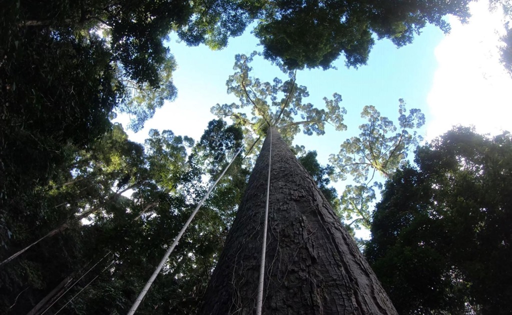 Descubren el árbol tropical más alto del mundo